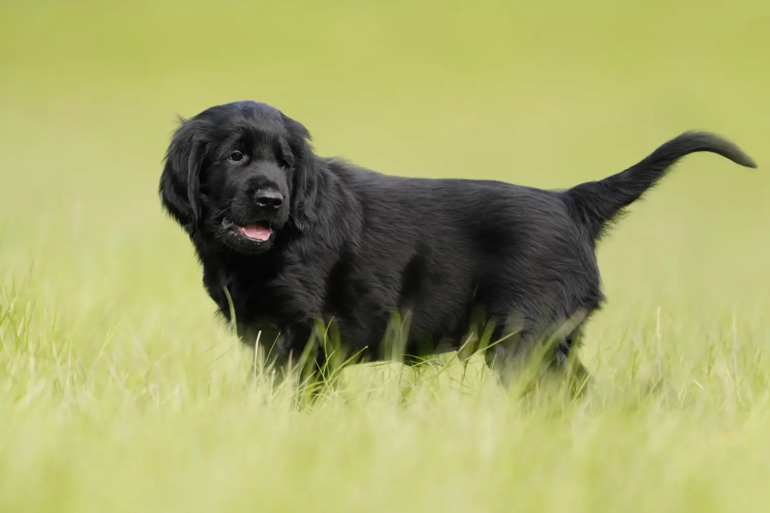 Buying a Flat Coated Retriever puppy means taking responsibility! Buy Flat Coated Retriever puppies.