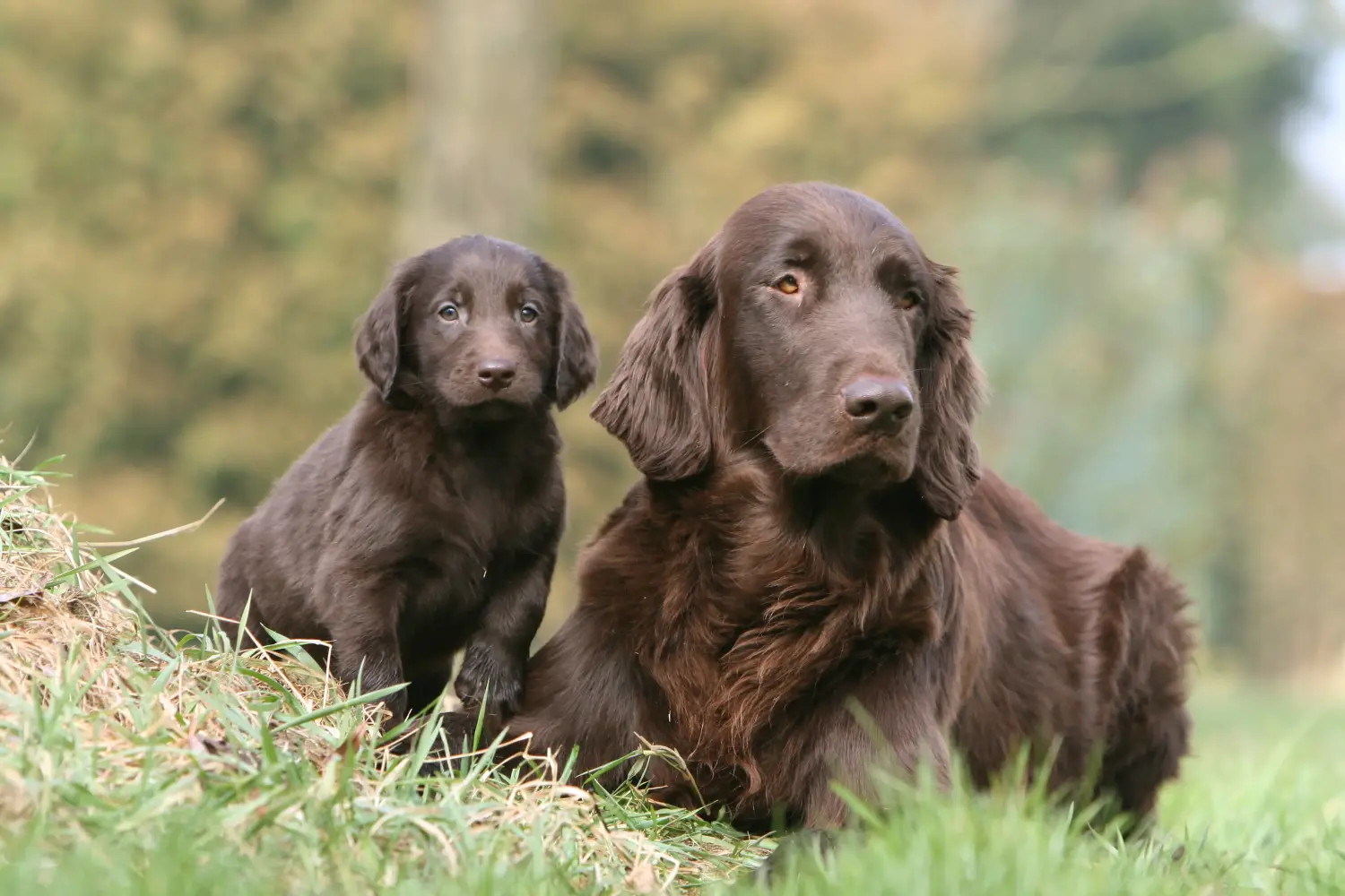 Buying a Flat Coated Retriever puppy means taking responsibility! Buy Flat Coated Retriever puppies.