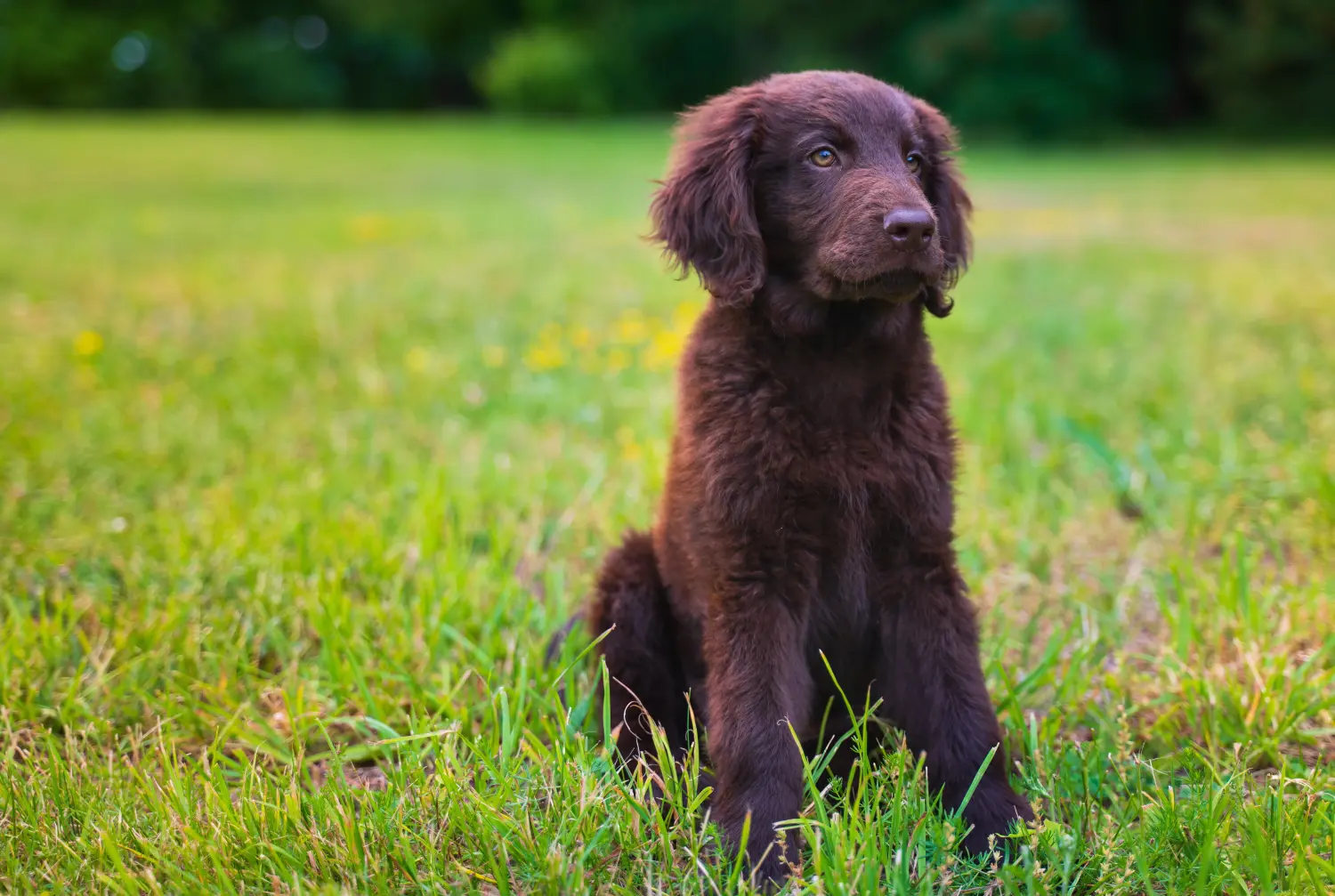Buying a Flat Coated Retriever puppy means taking responsibility! Buy Flat Coated Retriever puppies.