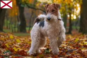 Read more about the article Fox Terrier breeders and puppies in Alabama