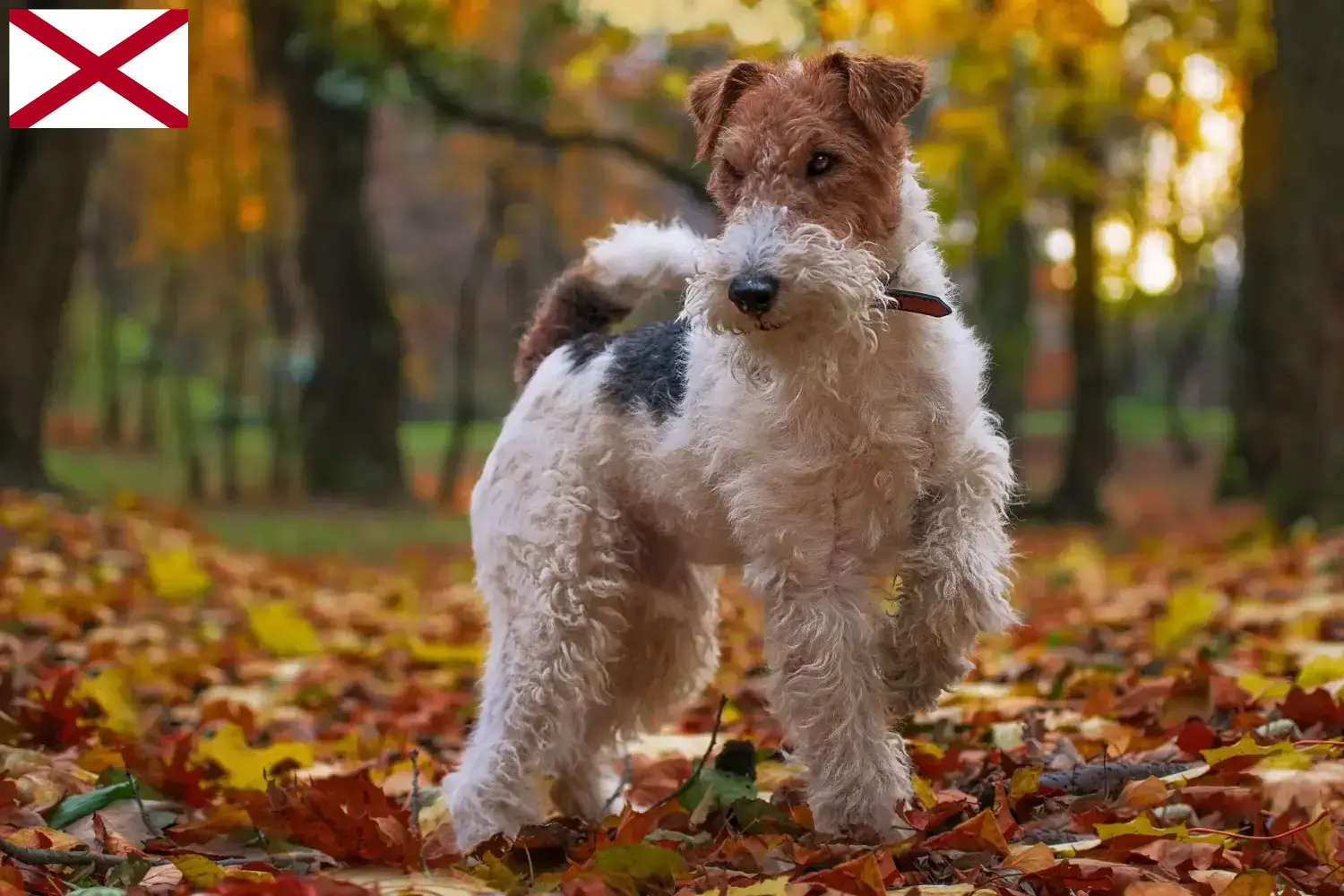 Read more about the article Fox Terrier breeders and puppies in Alabama