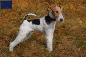 Read more about the article Fox Terrier breeders and puppies in Alaska