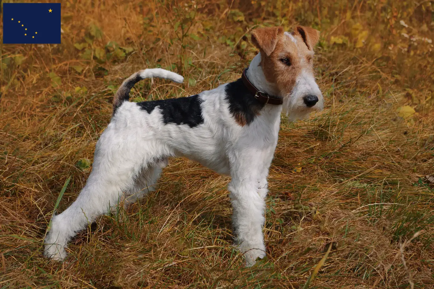Read more about the article Fox Terrier breeders and puppies in Alaska