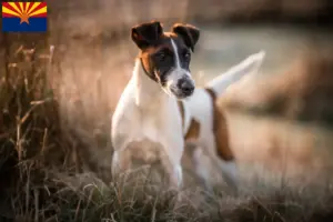 Read more about the article Fox Terrier breeders and puppies in Arizona