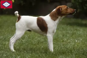 Read more about the article Fox Terrier breeders and puppies in Arkansas