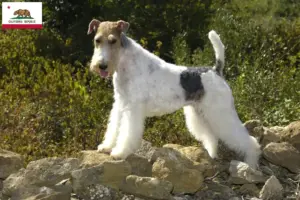 Read more about the article Fox Terrier breeders and puppies in California