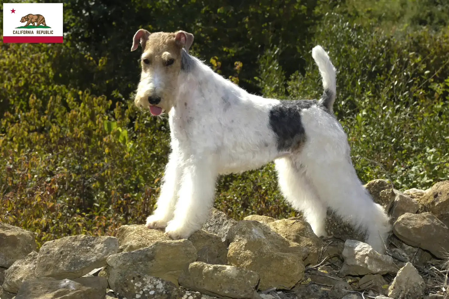 Fox Terrier puppies and breeder California Find Fox Terrier breeders in California here.
