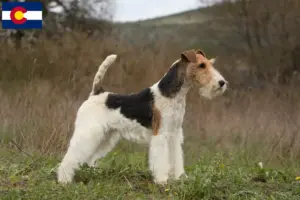 Read more about the article Fox Terrier breeders and puppies in Colorado