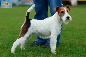 Read more about the article Fox Terrier breeders and puppies in Delaware