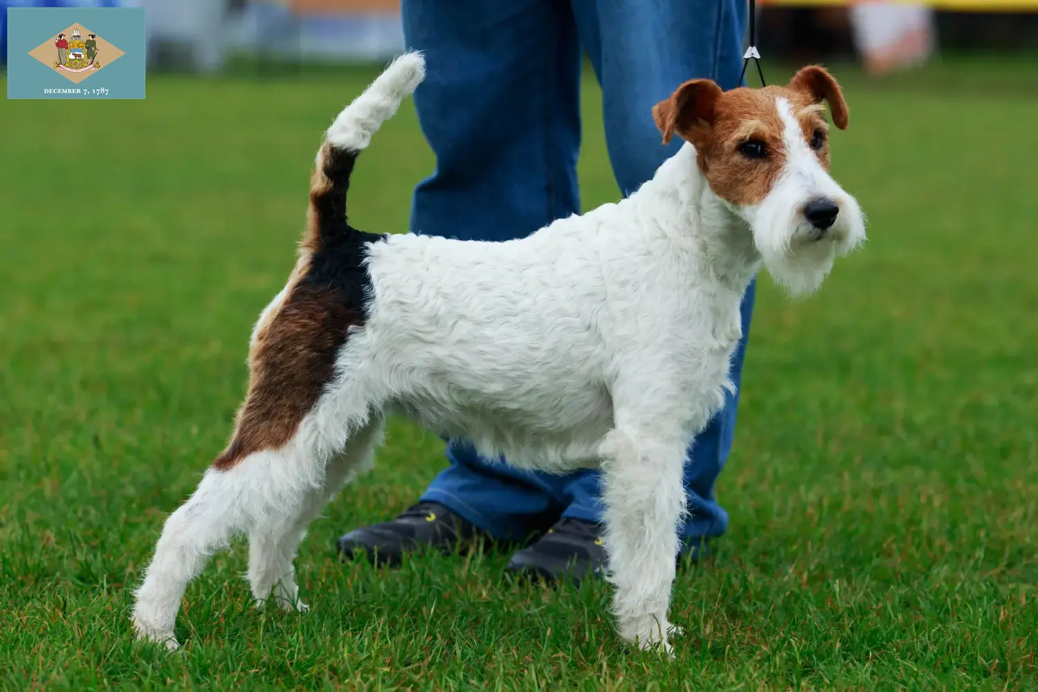 Fox Terrier puppies and breeder Delaware Find Fox Terrier breeders in Delaware here.