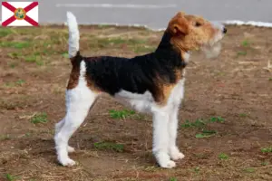 Read more about the article Fox Terrier breeders and puppies in Florida