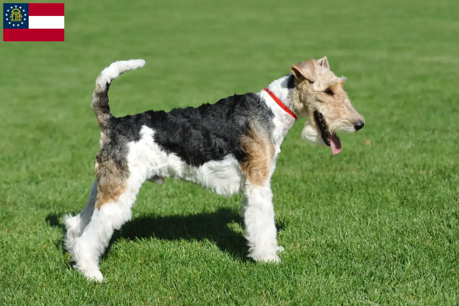 Fox Terrier Puppies and Breeder Georgia Find Fox Terrier breeders in Georgia.