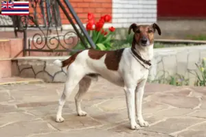 Read more about the article Fox Terrier Breeders and Puppies in Hawaii