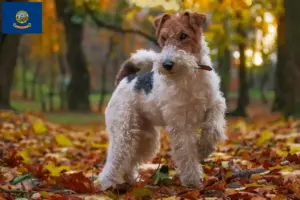 Read more about the article Fox Terrier Breeders and Puppies in Idaho