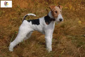 Read more about the article Fox Terrier breeders and puppies in Illinois