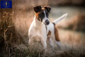 Read more about the article Fox Terrier breeders and puppies in Indiana
