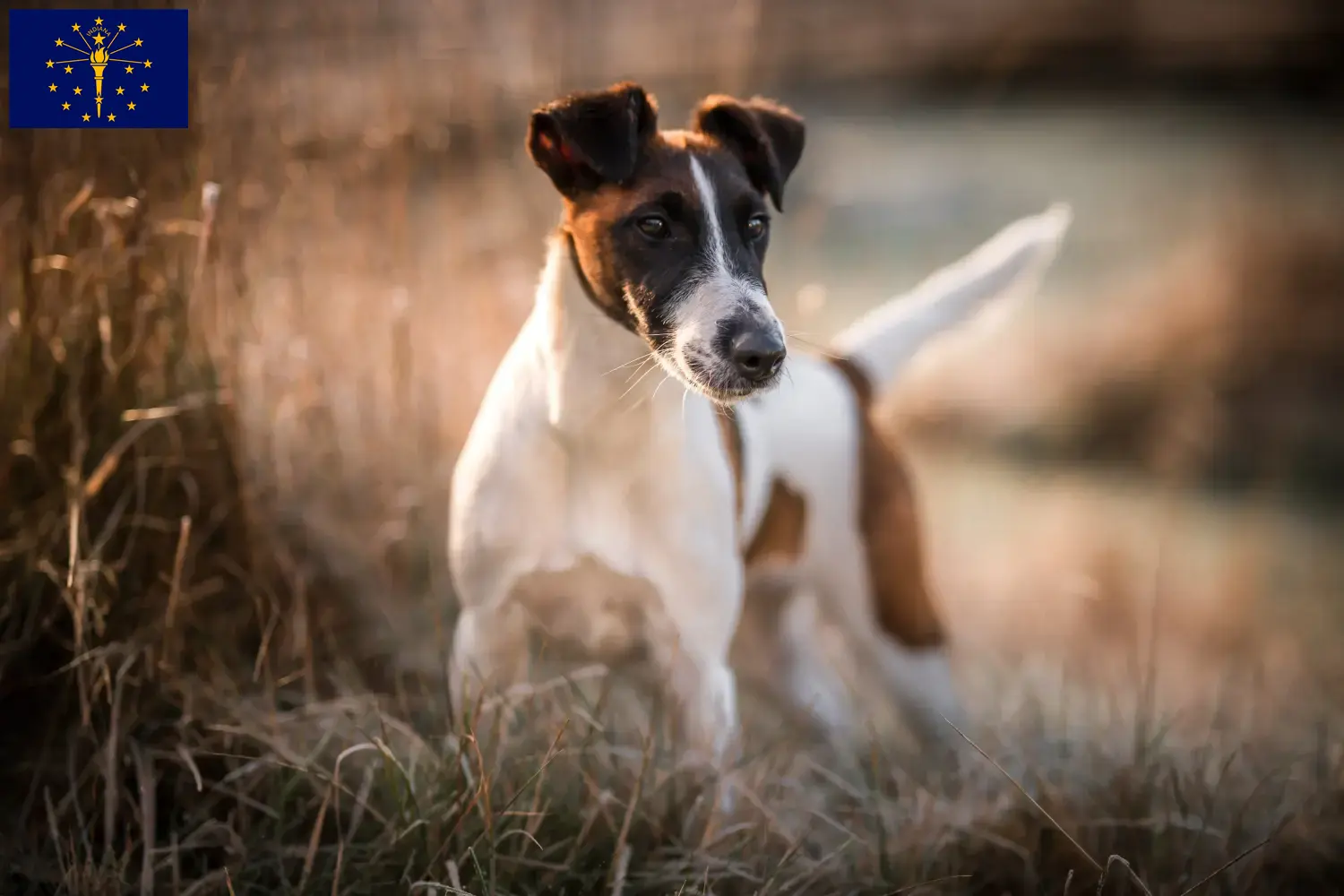 Fox Terrier puppies and breeder Indiana Find Fox Terrier breeders in Indiana here.