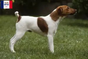 Read more about the article Fox Terrier Breeders and Puppies in Iowa