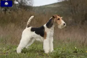 Read more about the article Fox Terrier breeders and puppies in Kentucky