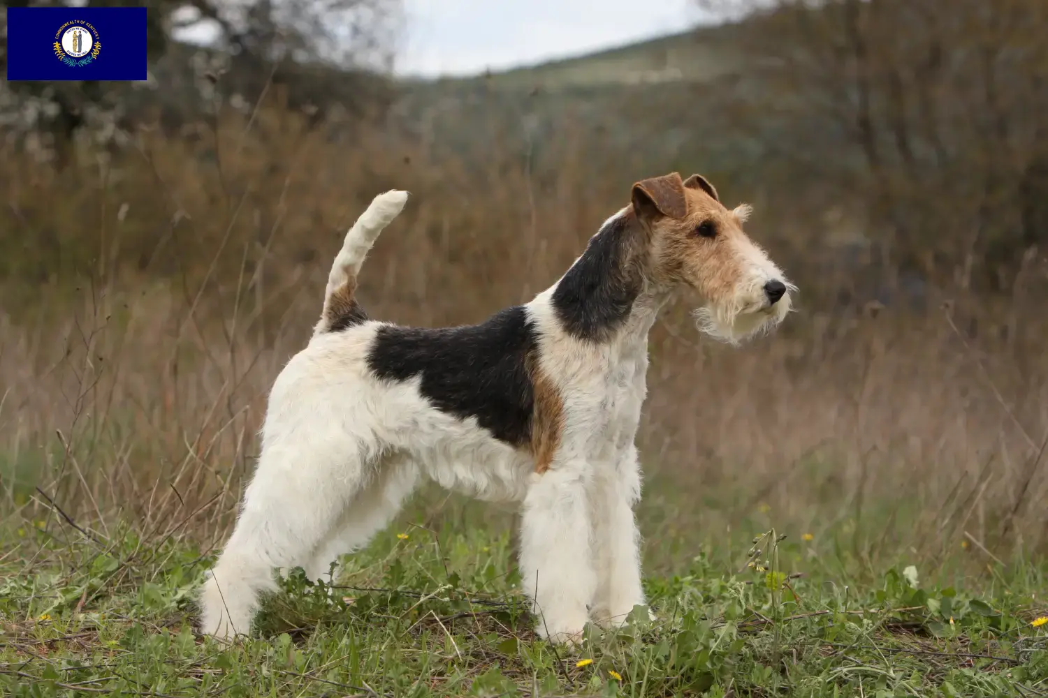 Fox Terrier puppies and breeder Kentucky Find Fox Terrier breeders in Kentucky.