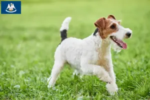 Read more about the article Fox Terrier breeders and puppies in Louisiana