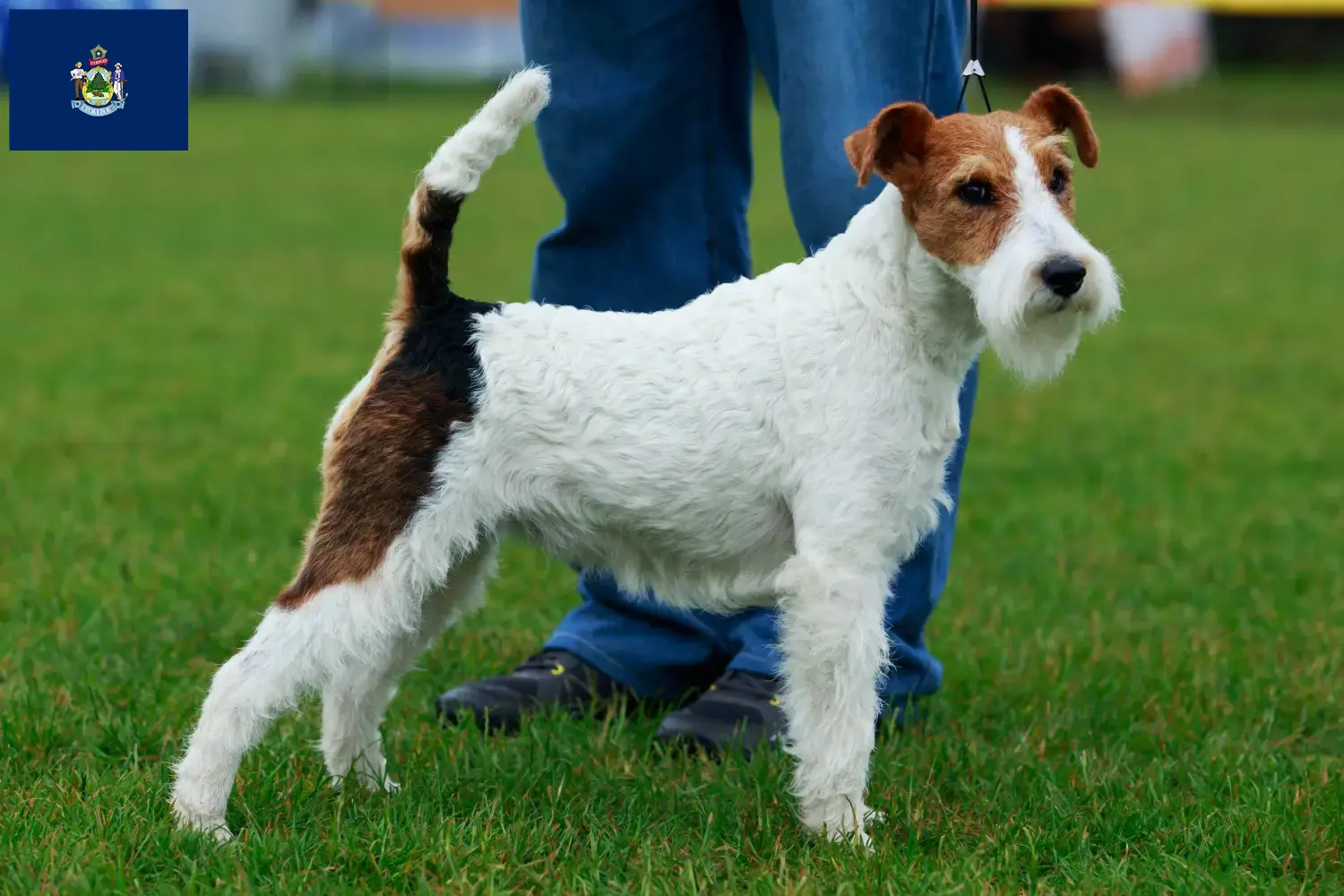 Fox Terrier puppies and breeders Maine Find Fox Terrier breeders in Maine here.