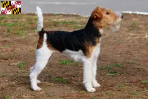 Read more about the article Fox Terrier Breeder and Puppies in Maryland