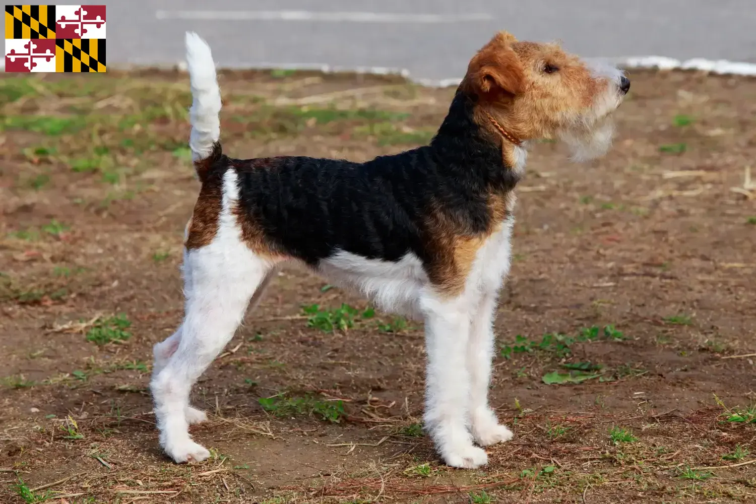 Fox Terrier puppies and breeder Maryland Find Fox Terrier breeders in Maryland here.