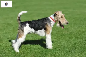 Read more about the article Fox Terrier Breeders and Puppies in Massachusetts