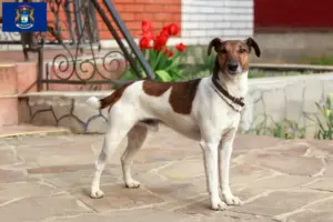 Read more about the article Fox Terrier breeders and puppies in Michigan