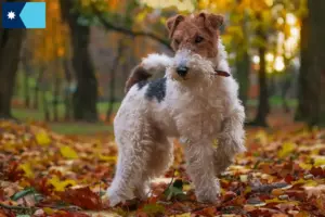 Read more about the article Fox Terrier breeders and puppies in Minnesota