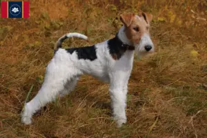 Read more about the article Fox Terrier Breeders and Puppies in Mississippi