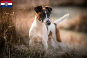 Read more about the article Fox Terrier breeders and puppies in Missouri