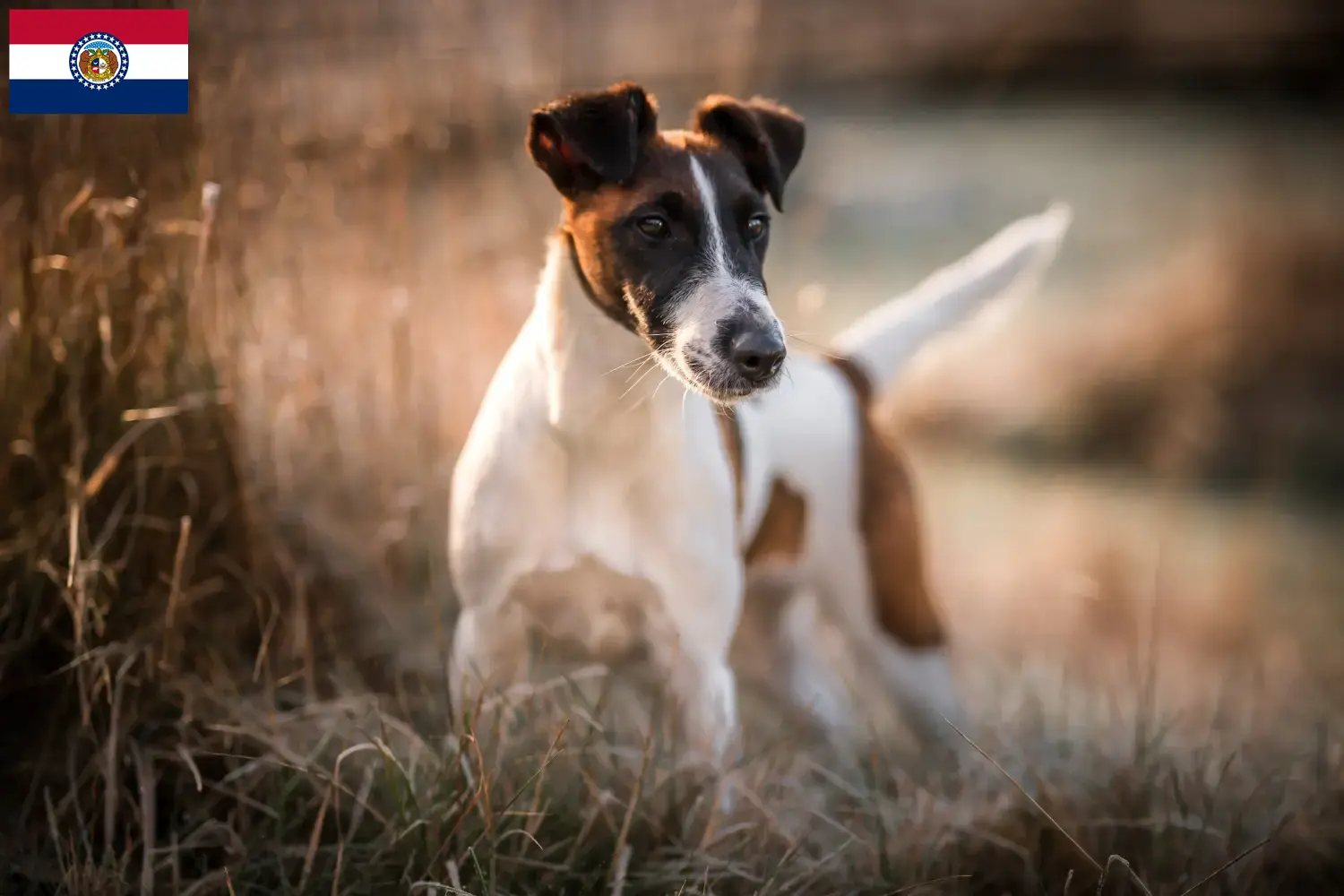Fox Terrier puppies and breeders Missouri Find Fox Terrier breeders in Missouri here.