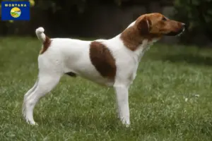 Read more about the article Fox Terrier breeders and puppies in Montana