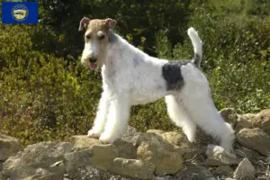 Read more about the article Fox Terrier breeders and puppies in Nebraska