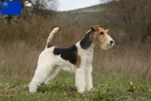 Read more about the article Fox Terrier breeders and puppies in Nevada