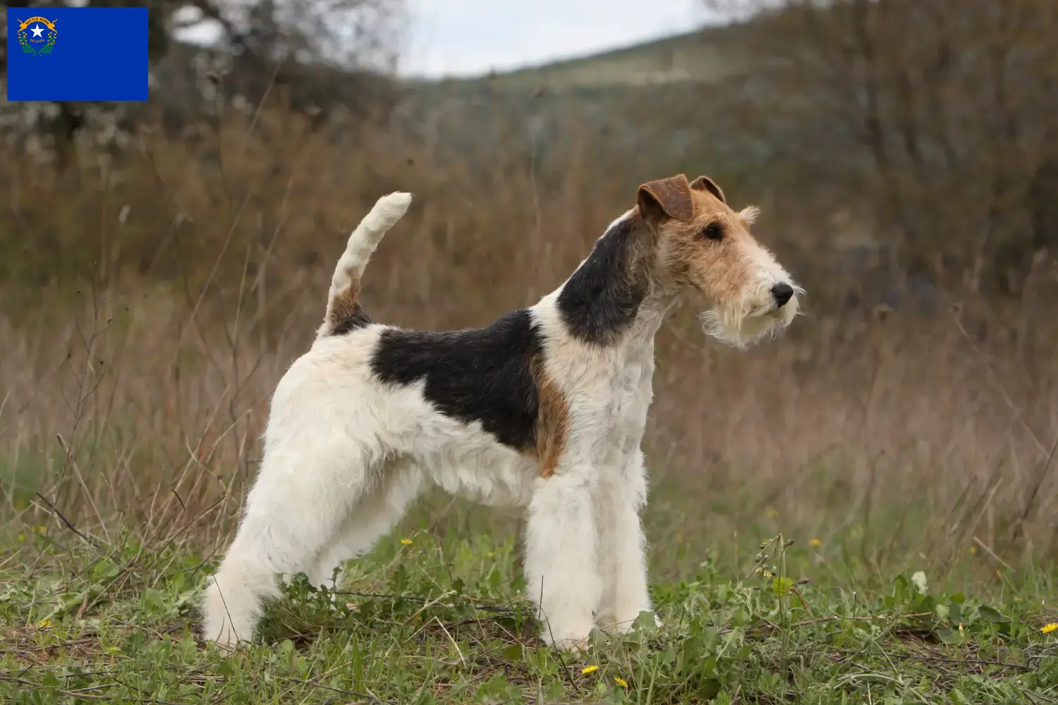 Fox Terrier puppies and breeder Nevada Find Fox Terrier breeders in Nevada.