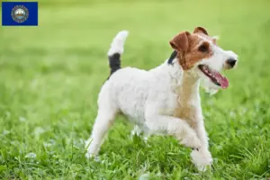 Read more about the article Fox Terrier Breeders and Puppies in New Hampshire