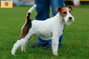 Read more about the article Fox Terrier Breeders and Puppies in New Jersey