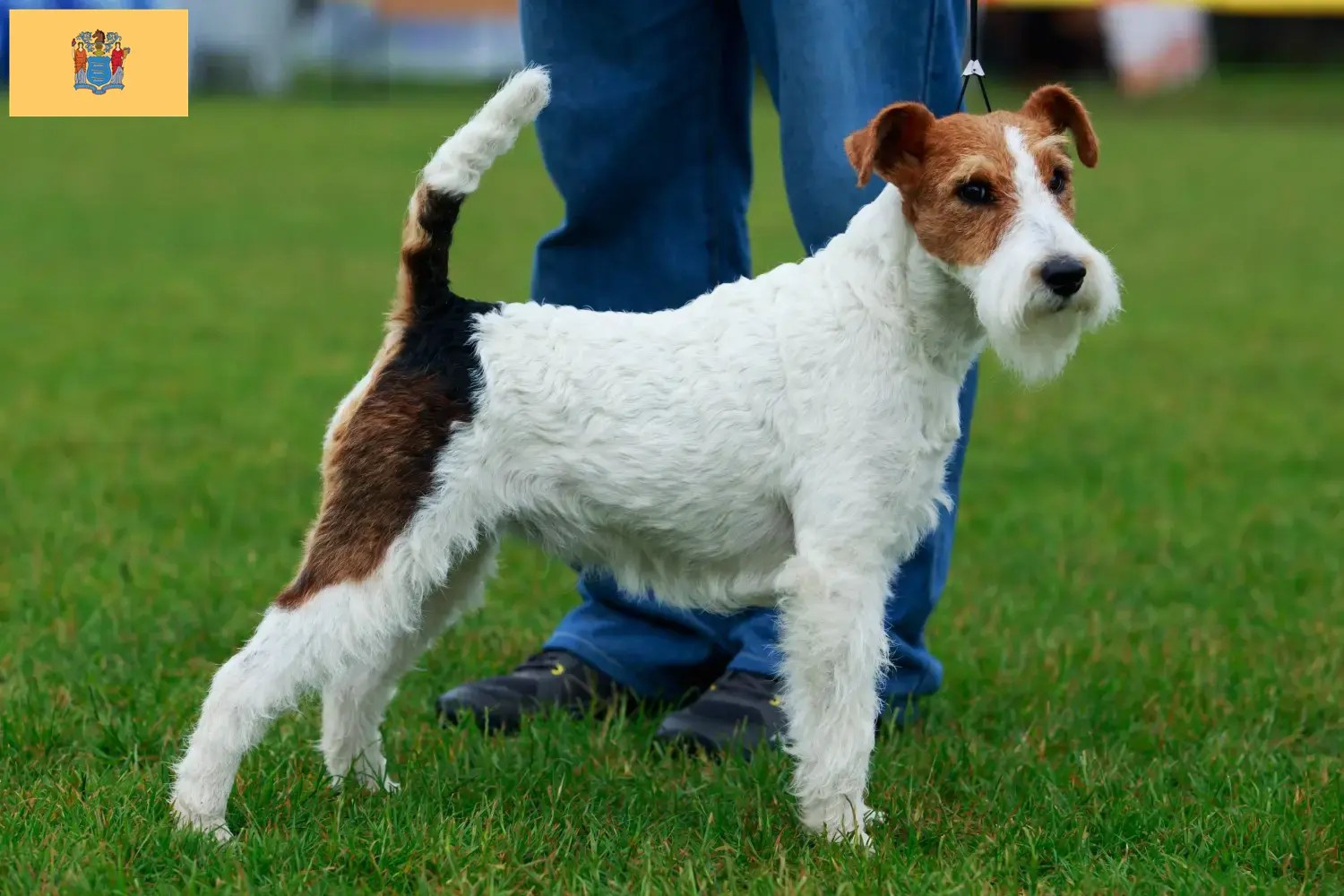 Fox Terrier Puppies and Breeder New Jersey Find Fox Terrier breeders in New Jersey here.
