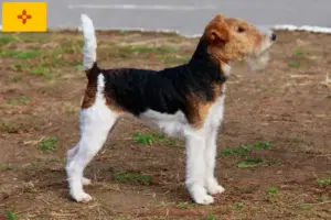 Read more about the article Fox Terrier Breeders and Puppies in New Mexico