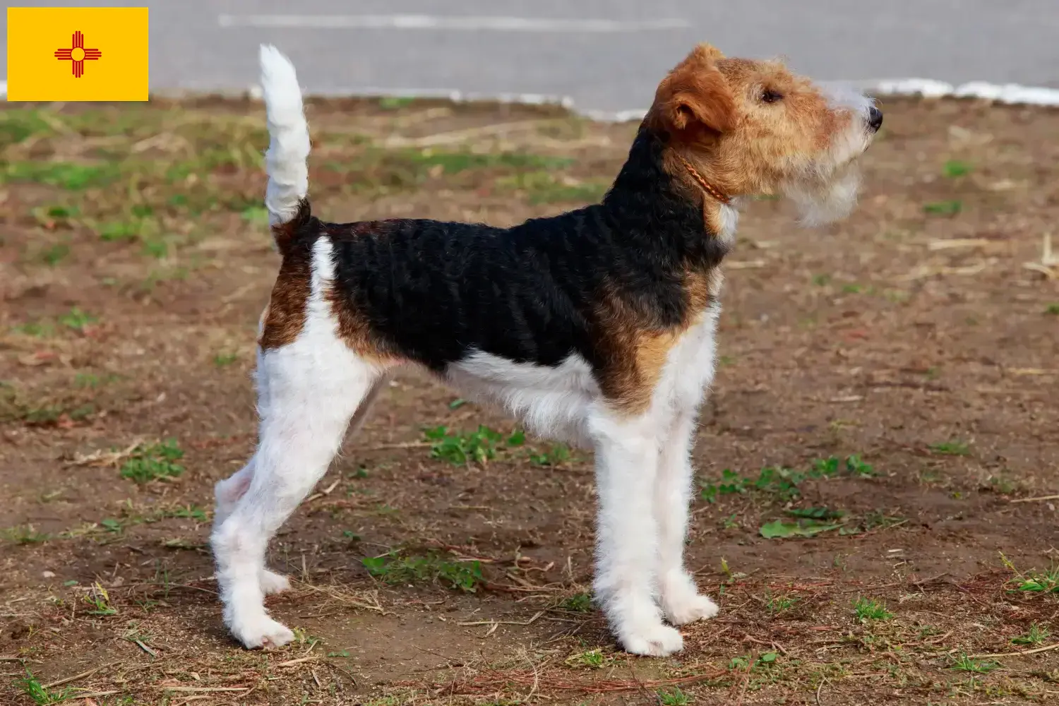 Fox Terrier Puppies and Breeder New Mexico Find Fox Terrier breeders in New Mexico.