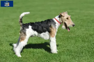 Read more about the article Fox Terrier Breeder and Puppies in New York