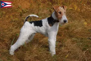 Read more about the article Fox Terrier breeders and puppies in Ohio