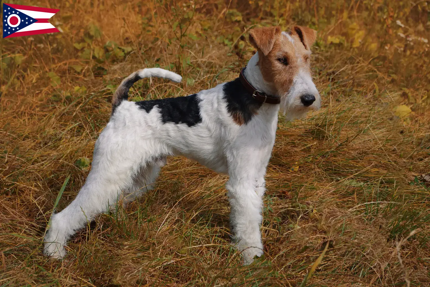 Fox Terrier puppies and breeder Ohio Find Fox Terrier breeders in Ohio here.