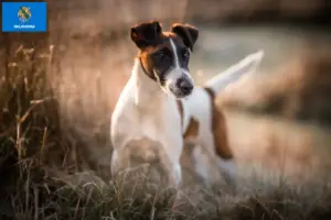 Read more about the article Fox Terrier Breeders and Puppies in Oklahoma