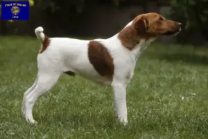 Read more about the article Fox Terrier breeders and puppies in Oregon