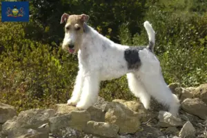 Read more about the article Fox Terrier breeders and puppies in Pennsylvania