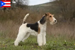 Read more about the article Fox Terrier breeders and puppies in Puerto Rico